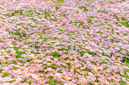 盛开的粉色小雏菊