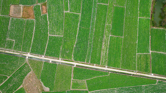 现代化农业摄影照片_航拍农产品种植基地
