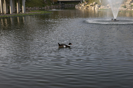 公园湖水鸭子