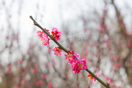 粉红梅花鲜花红梅实物摄影图