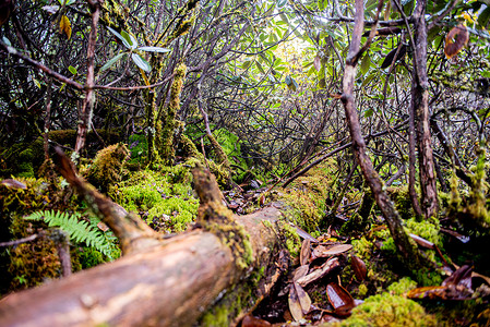 地震前的海螺沟原始森林树木风景