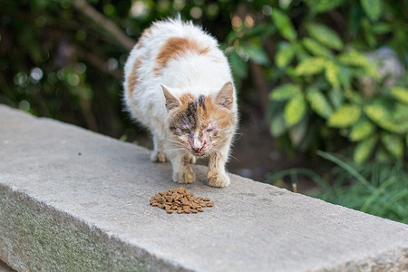 流浪猫猫咪小猫动物进食