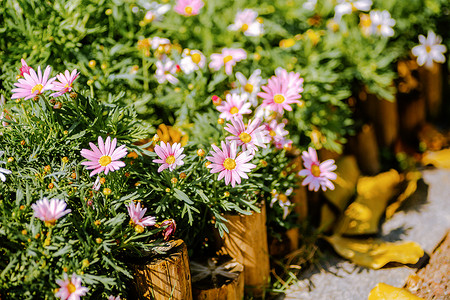 粉色花朵小花朵摄影照片_春天的小雏菊生意盎然