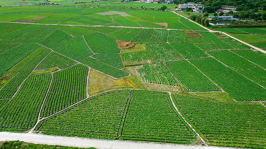 现代化农业摄影照片_航拍农产品种植基地