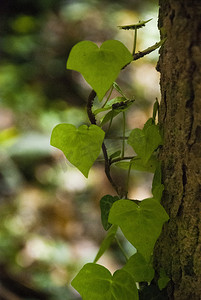 树林光影摄影照片_树叶树林森林植物