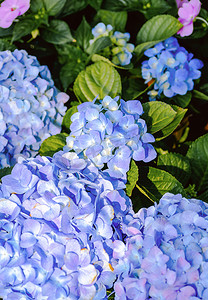 好看的蓝紫色绣球花摄影图