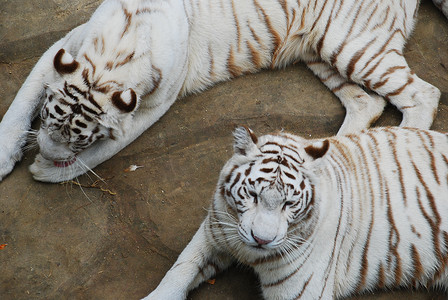 动物园老虎白色