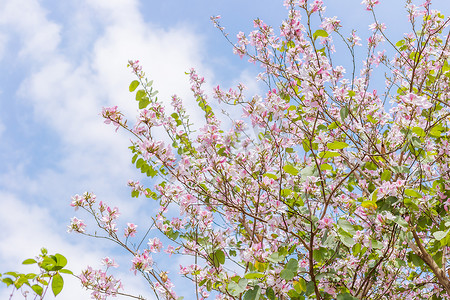 粉色天空摄影照片_蓝天下的紫荆花