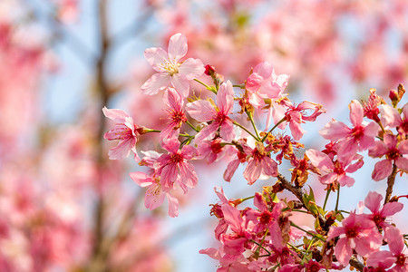 植物花卉摄影照片_春暖花开樱花粉色花海