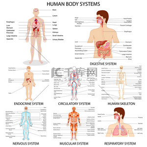 system背景图片_Chart of different Human Organ System