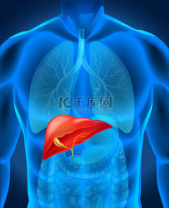 in卡通背景图片_Liver caner in human body