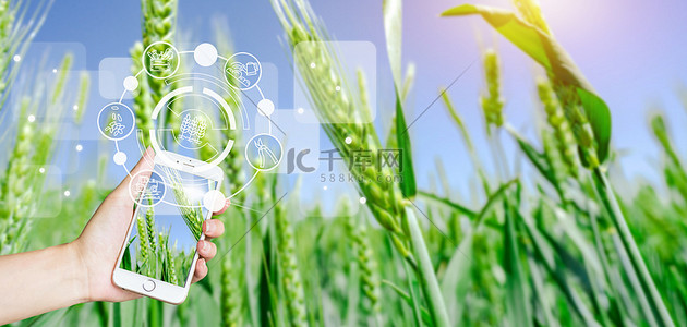 麦穗麦穗背景图片_农业科技麦穗清新