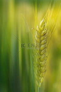 芒种节气背景图片_芒种节气摄影图绿色创意简洁背景