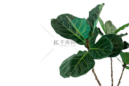 乔木背景图片_小提琴叶无花果树(Ficus lyrata)的绿叶，在白色背景上隔离的热带乔木，修剪路径包括.
