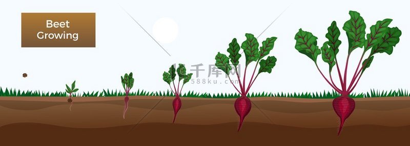 蔬菜甜菜生长阶段组成与肥沃土地的剖面图和种植植物的图像矢量图