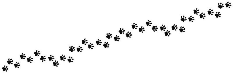 爪足痕猫和狗行走轨迹轮廓野生动物和宠物爪印纹理白色背景上的小狗和小猫爪子路径黑色模板矢量图像爪足痕猫和狗行走轨迹轮廓野生动物和宠物爪印纹理