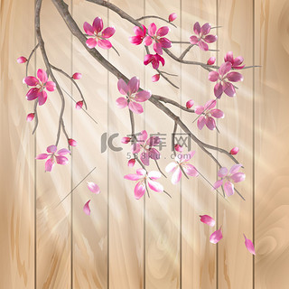 壁纸图片背景图片_春天樱花盛开的花上木头质地的图片。花的艺术载体设计与美丽粉红色的樱花 （梅花） 盛开的鲜花，树枝，秋天的花瓣，太阳光线在木栅栏上光效果