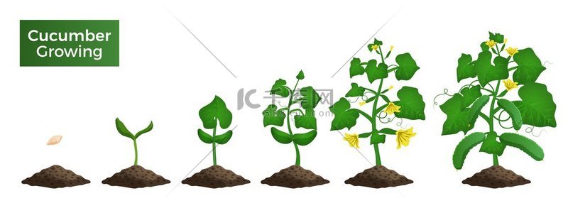 黄瓜植物生长阶段图像集，具有从发芽到成熟植物矢量图的蔬菜视图