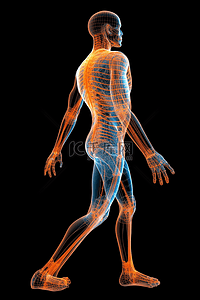 透视图背景图片_人体模型关节解剖透视图