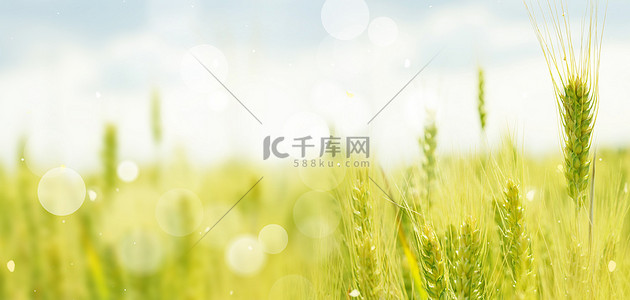 中央一号文件背景图片_三农麦子天空清新