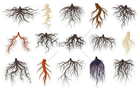 植物根系，生长的纤维状树根。