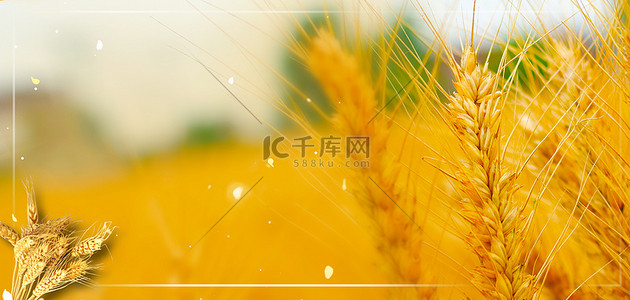 中央空调背景图片_三农小麦金色