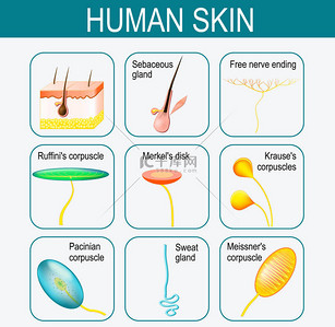 人体皮肤中的元素。设置的图标