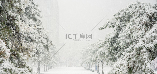 下雪动图背景图片_下雪背景松树白雪