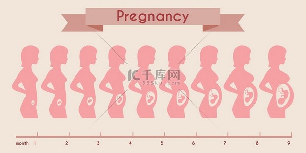 矢量妈妈妈妈背景图片_Growth of human fetus with female silhouette in weeks and months