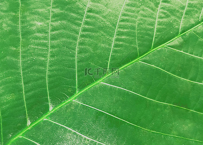 绿色植物背景纹理背景图片_树叶脉络绿色植物背景