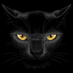 黑色背景的黑猫