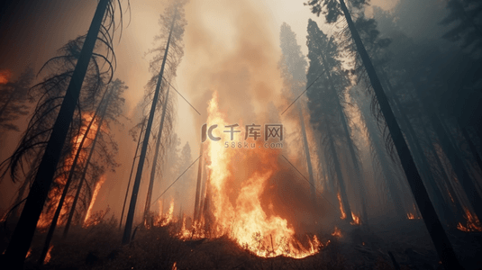 森林树林焚烧火灾灾难
