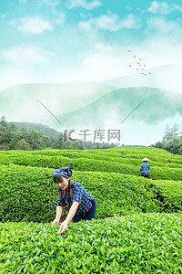 新茶春茶背景图片_小清新春茶上市背景图片
