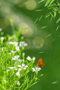 摄影背景背景图片_谷雨节气蝴蝶植物 绿色清新唯美摄影背景