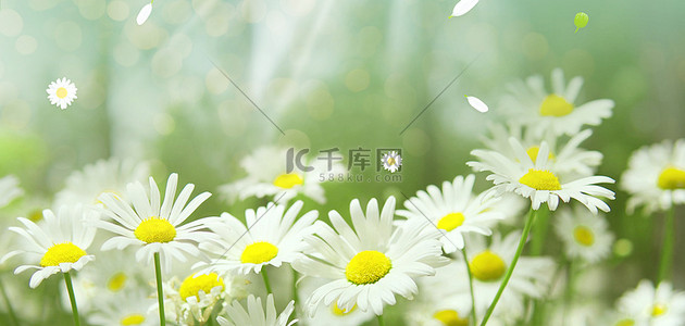 白色清新花卉背景图片_夏天小雏菊清新