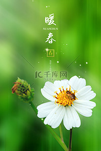 蜜蜂海报背景图片_春天蜜蜂雏菊绿色简约清新背景