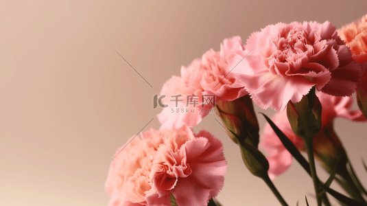 母亲节康乃馨花朵背景图片_粉色母亲节康乃馨简约背景