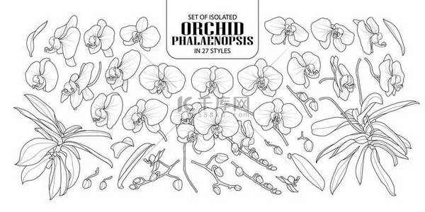 孤立的背景图片_一套孤立的兰花, 蝴蝶兰在27种风格。可爱的手绘花矢量插图黑色轮廓和白色的背景白平面.