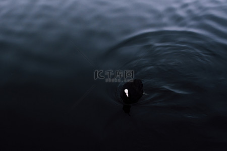 游泳背景图片_黑黑鸭子在斯帕恩河的水中游泳。昏暗的黑色和蓝色色调与鸭子明亮的额头形成鲜明对比。带有哥特式触感的神秘形象.