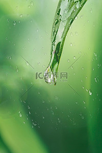 雨水水珠绿色
