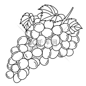  Hand drawing grape; doodle fruits for stickers, posters, web design. Black and white vector illustration.