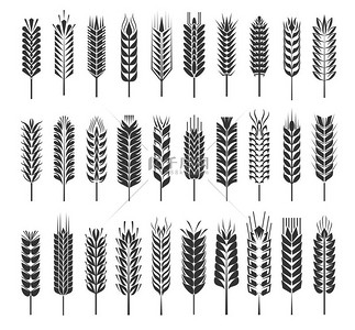 小麦、黑麦、大麦、水稻、小米谷物穗或穗状花序。