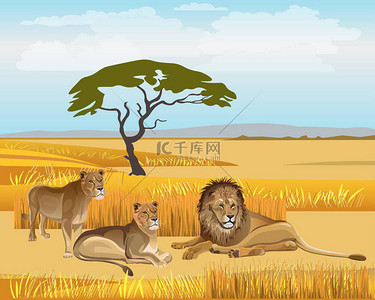 草原背景图片_骄傲的狮子在大草原。矢量插图