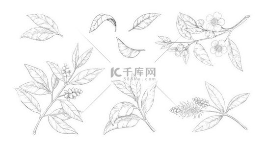 茶叶有花和叶子的手绘树枝雕刻流行的中国早晨黑色和绿色饮料孤立的植物雕刻草图收藏矢量天然植物绿化套装茶叶手绘的有花有叶的树枝