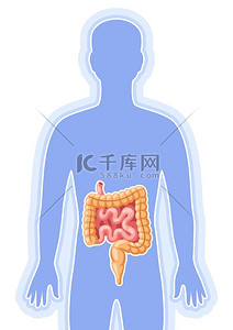 肠道内部器官插图人体解剖学医疗保健和医学教育形象肠道内部器官插图人体解剖学医疗保健和医疗形象