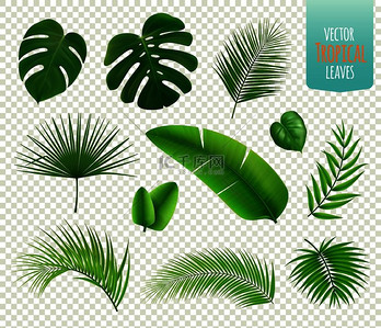 现实的图标设置与各种热带树木和植物的叶子隔离在透明背景矢量图