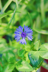 绿草地里盛开的一朵蓝紫色小花