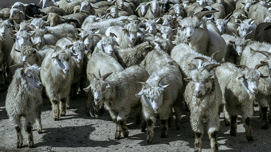 内蒙古山区山羊群羊