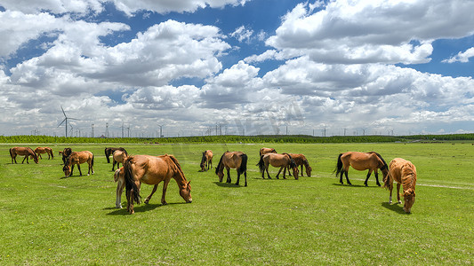 内蒙古草原蓝天马匹夏季景观