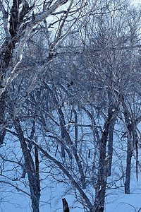 冬天雪地树丛